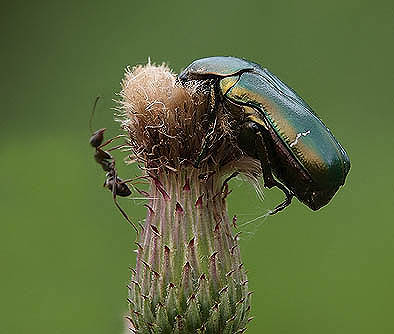 Cetonia aurata